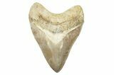 Serrated, Fossil Megalodon Tooth - Indonesia #226251-1